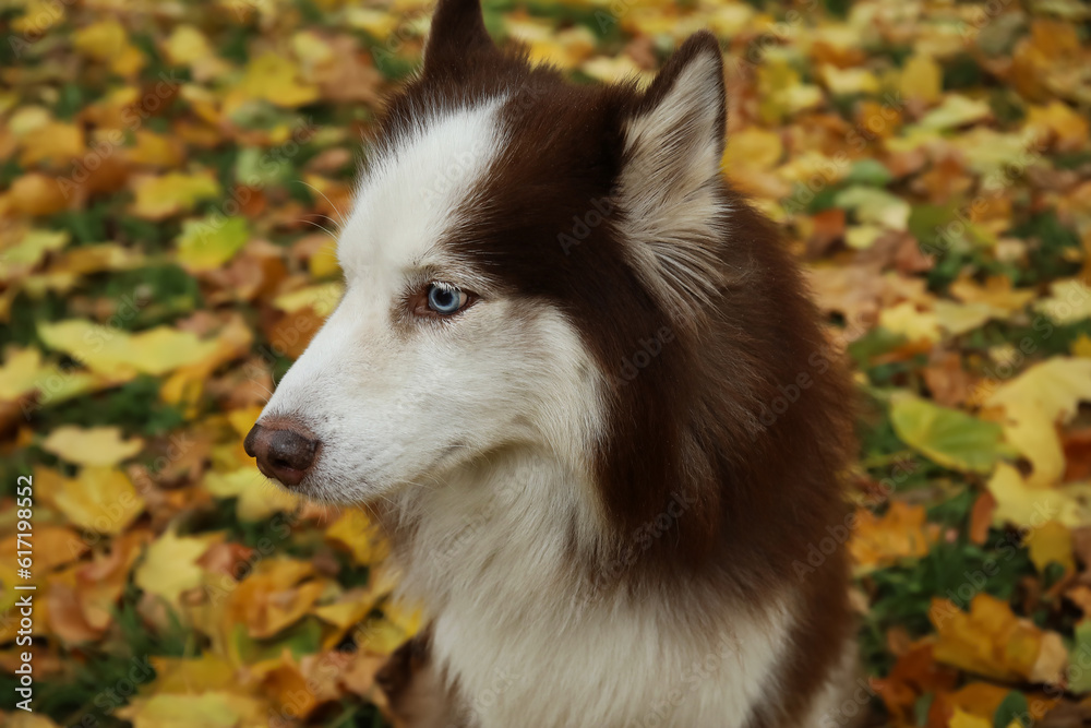 Funny Husky dog in autumn park, closeup