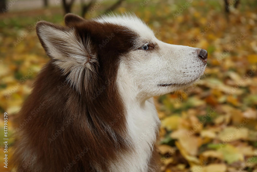 Funny Husky dog in autumn park, closeup