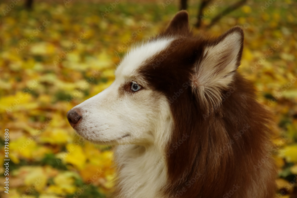 Funny Husky dog in autumn park, closeup