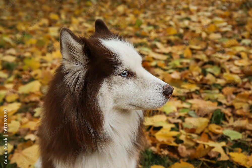 Funny Husky dog in autumn park, closeup