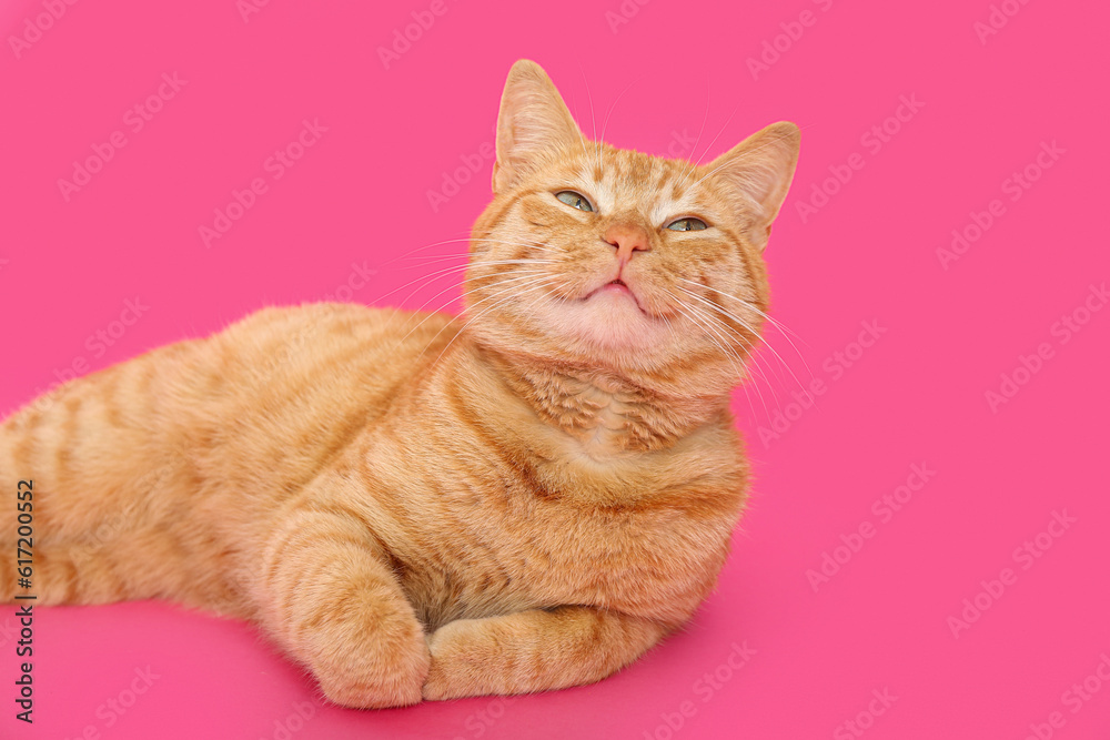 Cute ginger cat lying on pink background