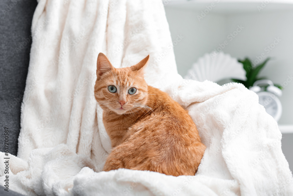 Cute ginger cat lying on plaid at home