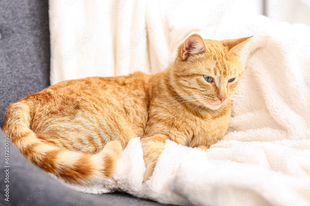 Cute ginger cat lying on plaid at home, closeup