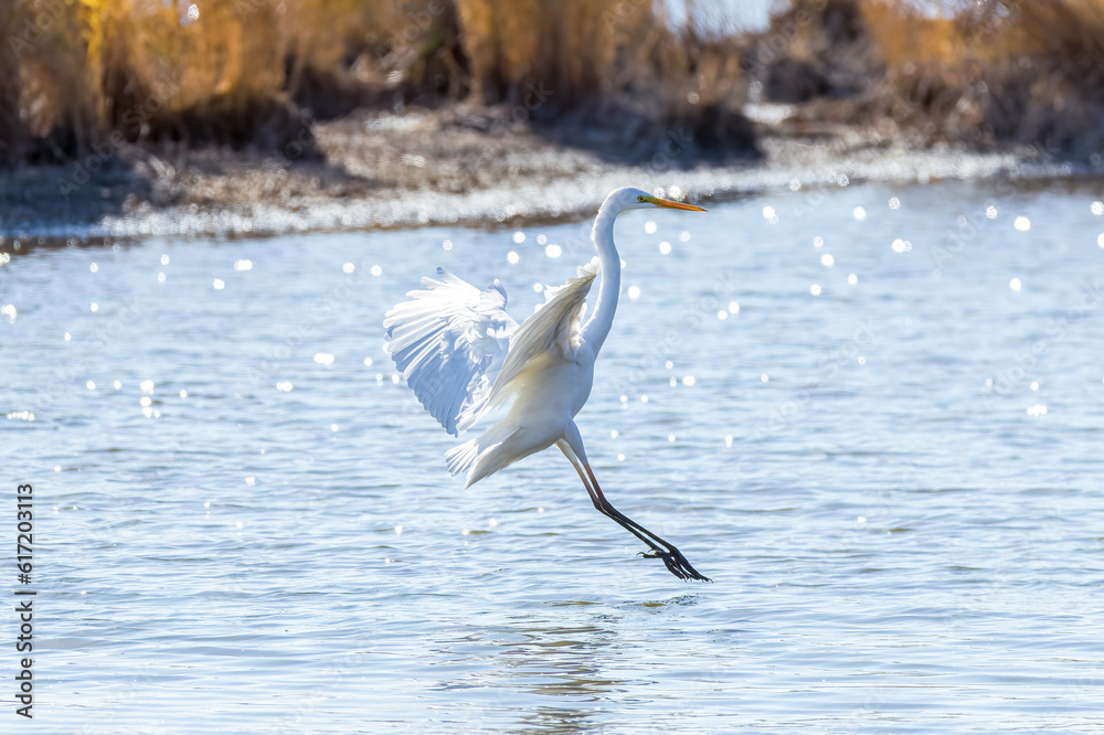 Great Egrets in Longfeng wetland of Daqing city Heilongjiang province, China.