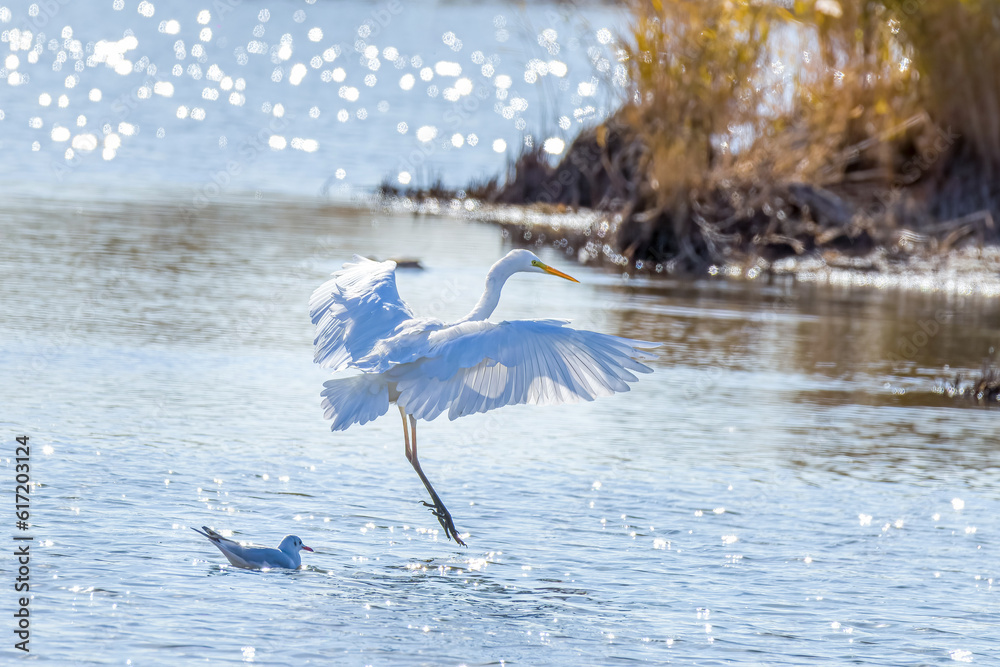 Great Egrets in Longfeng wetland of Daqing city Heilongjiang province, China.