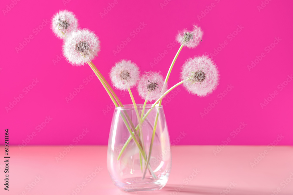 Vase with white dandelion flowers on pink background