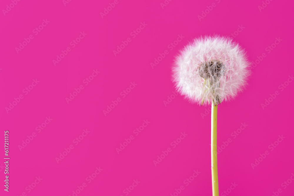 White dandelion on pink background, closeup