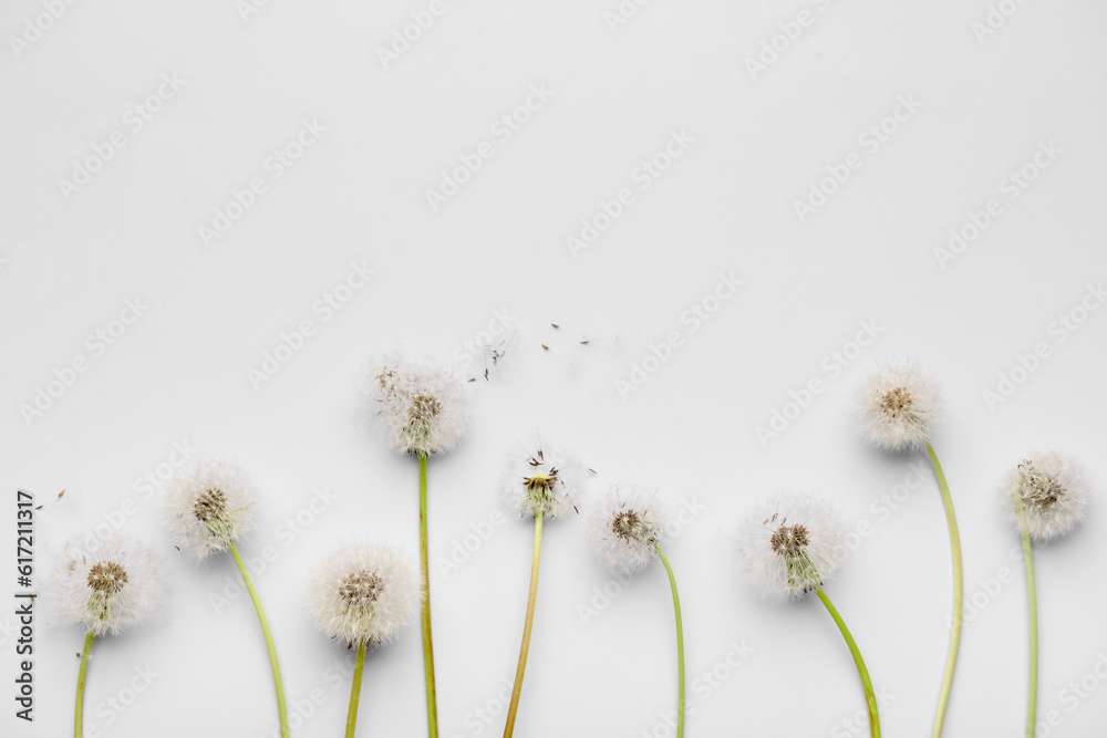 Composition with beautiful dandelion flowers and seeds on white background