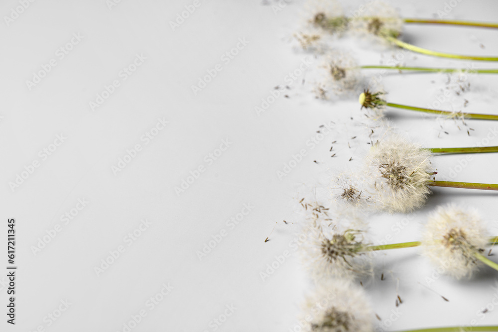 Composition with beautiful dandelion flowers and seeds on white background