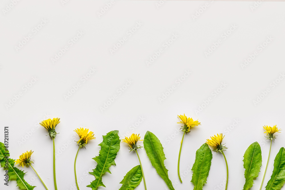 Composition with yellow dandelion flowers and leaves on white background