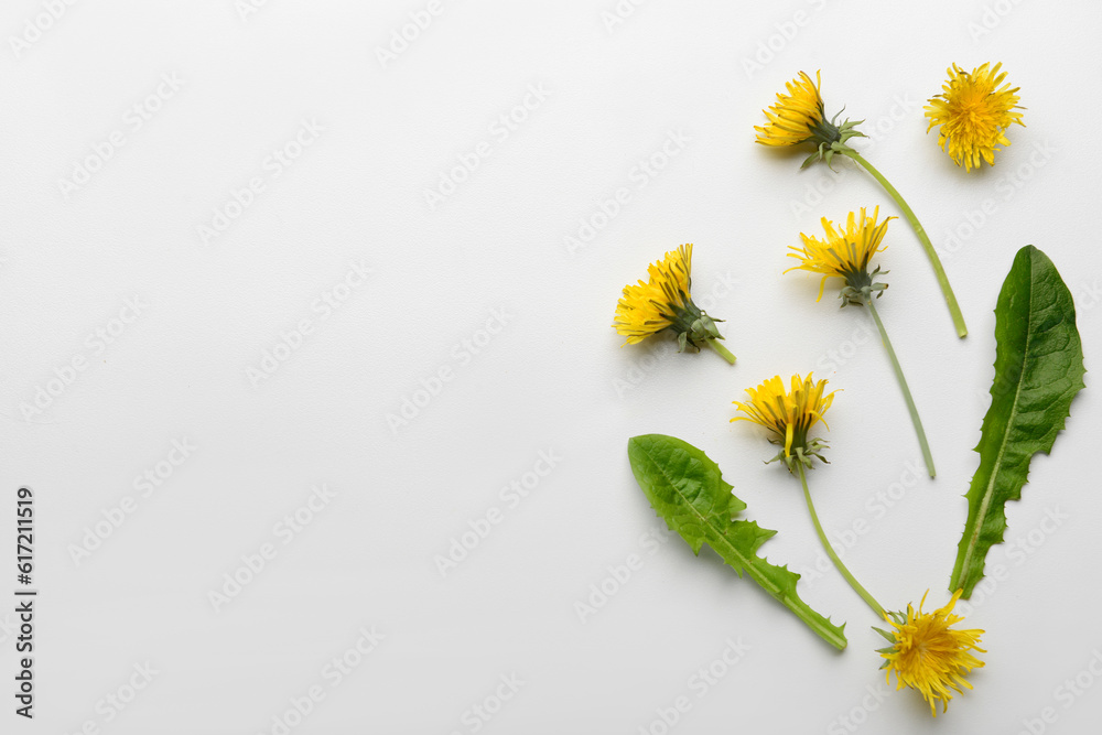 Composition with yellow dandelion flowers and leaves on white background