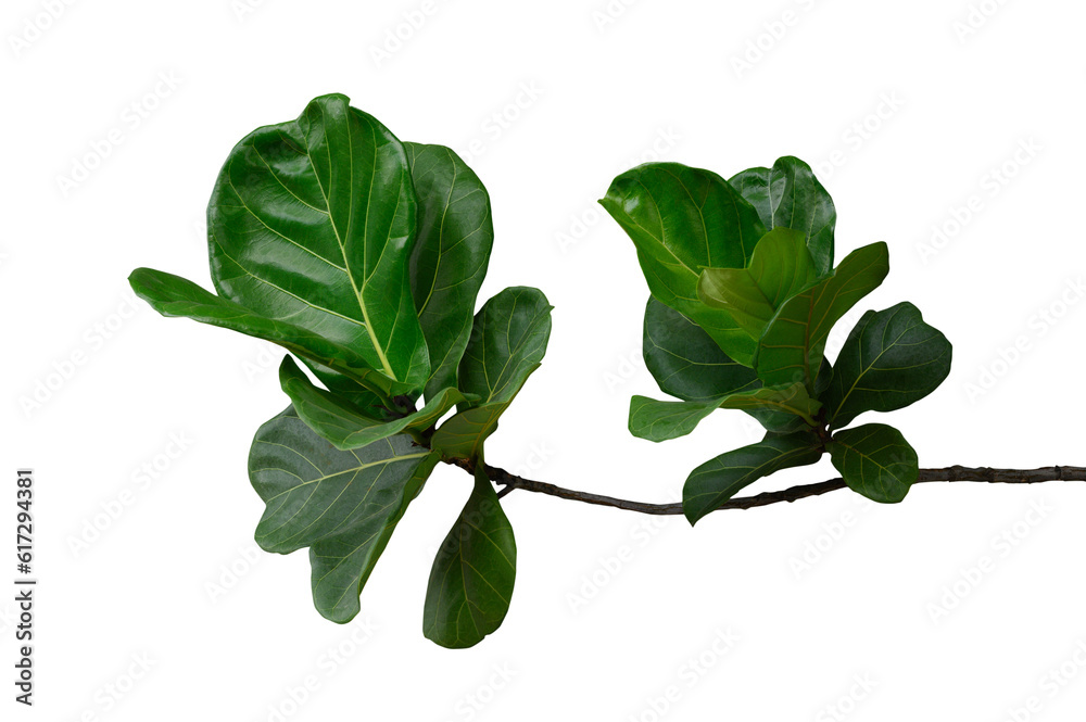 Group Plant leaves Green nature Tropical forest isolated on transparent background - png	