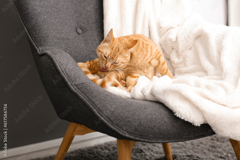 Cute ginger cat lying on armchair at home, closeup