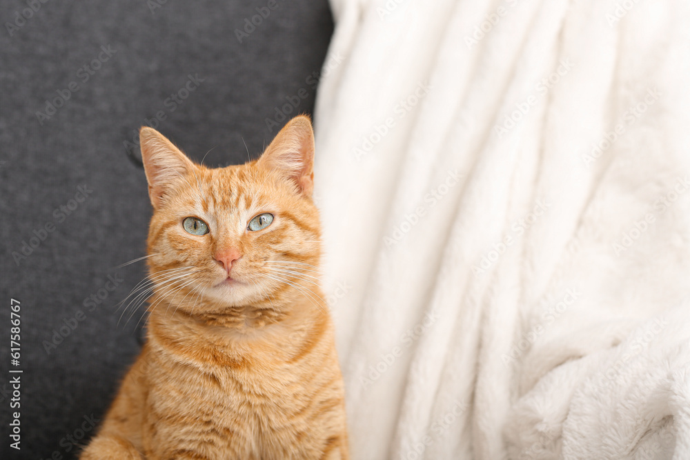 Cute ginger cat on armchair at home, closeup