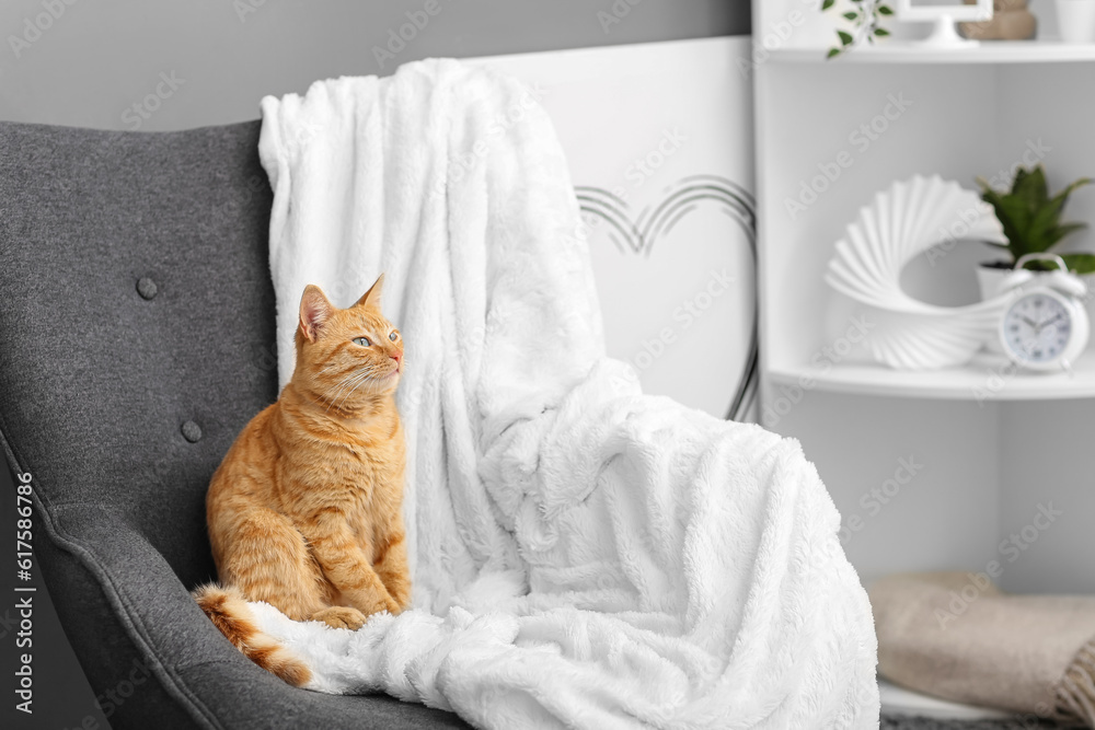 Cute ginger cat sitting on armchair at home