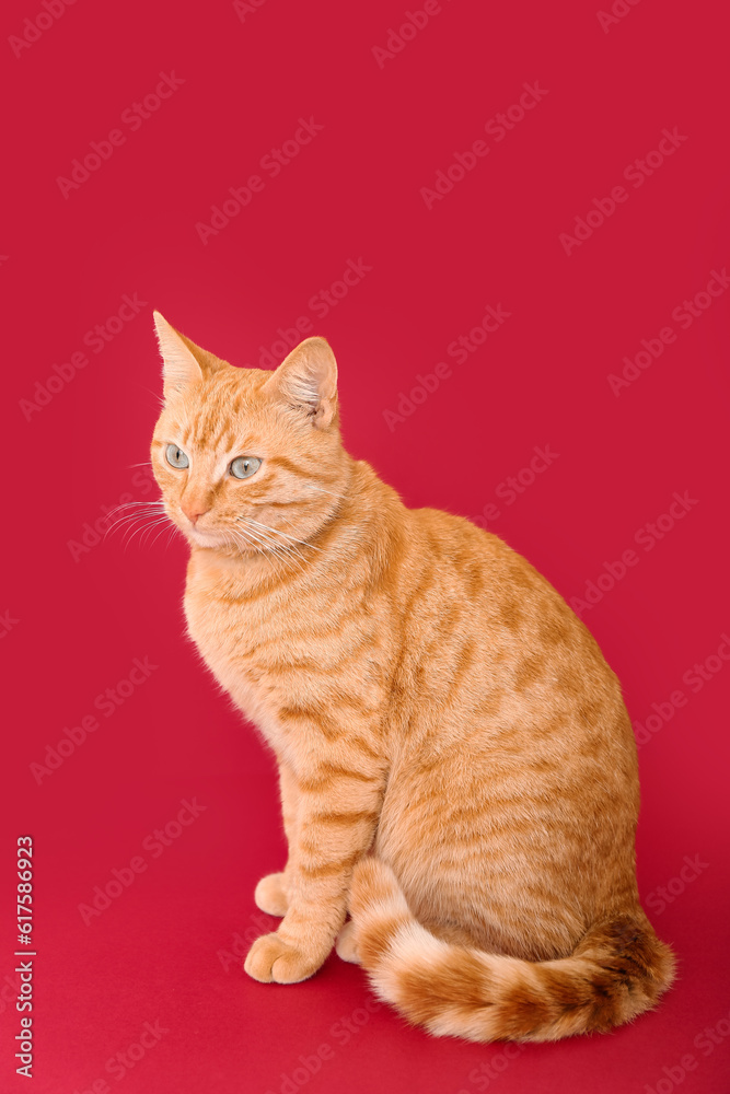 Cute ginger cat on red background