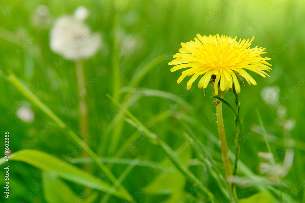 Beautiful yellow dandelion in green grass, closeup