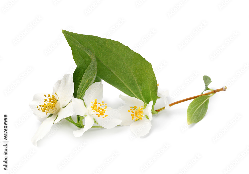 Jasmine twig on white background