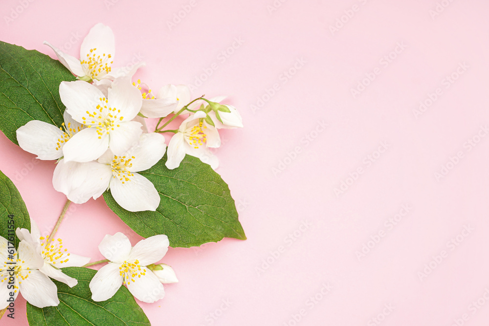 Blooming jasmine branch on pink background