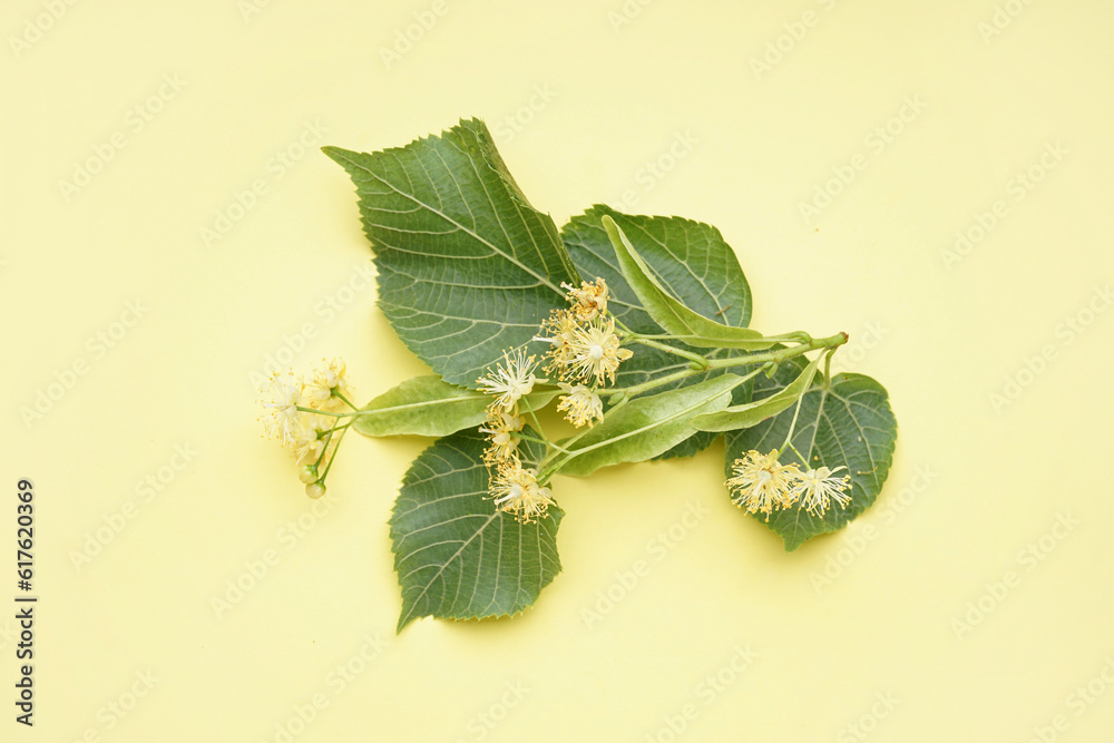 Branch of fresh linden flowers with leaves on color background