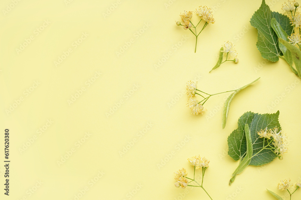 Composition with fresh linden flowers and leaves on color background