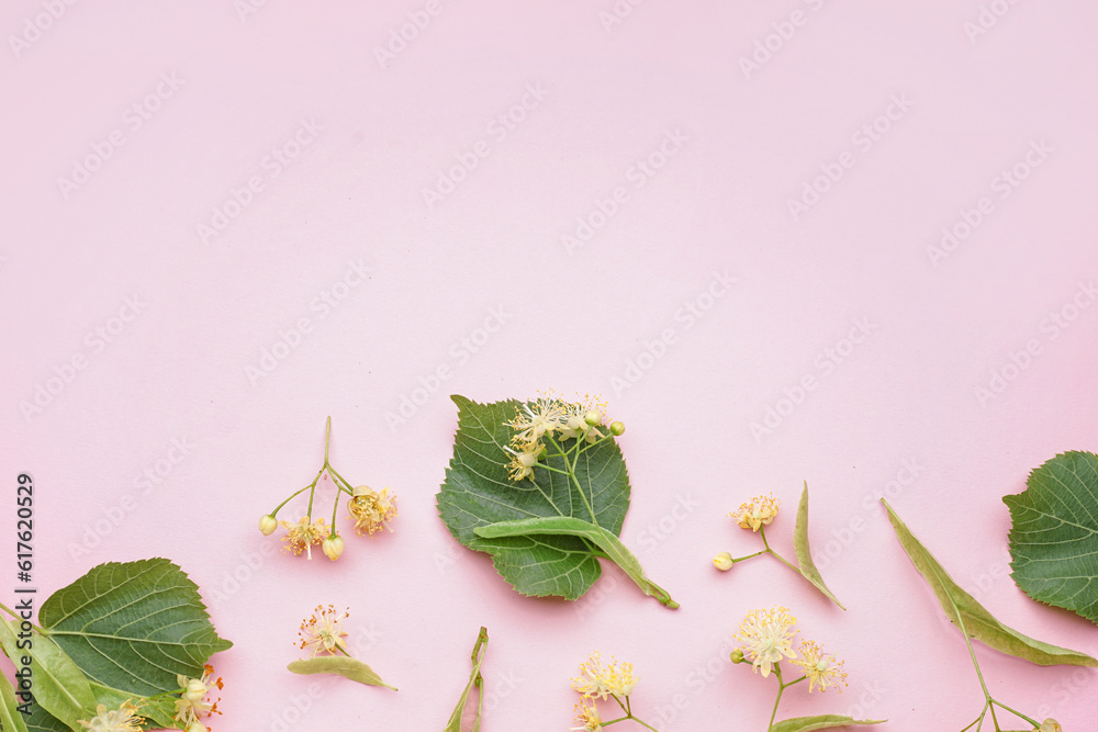 Composition with fresh linden flowers on pink background