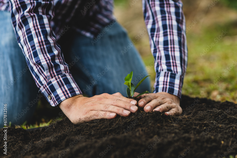 Farmers plant seedlings into fertile soil.