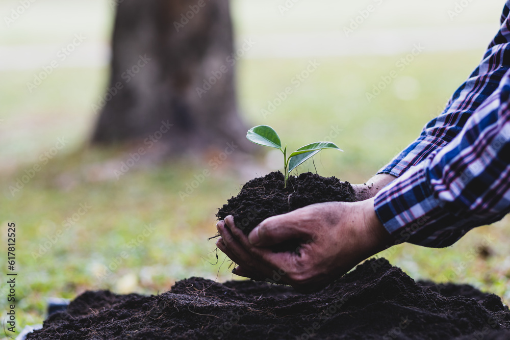 Farmers plant seedlings into fertile soil.