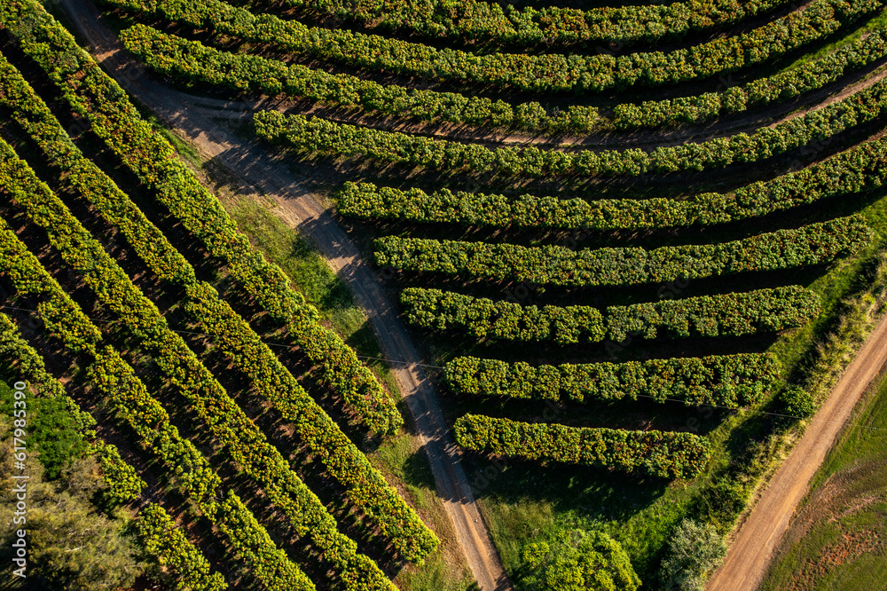 Mangoplantation from above in Queensland, Australia