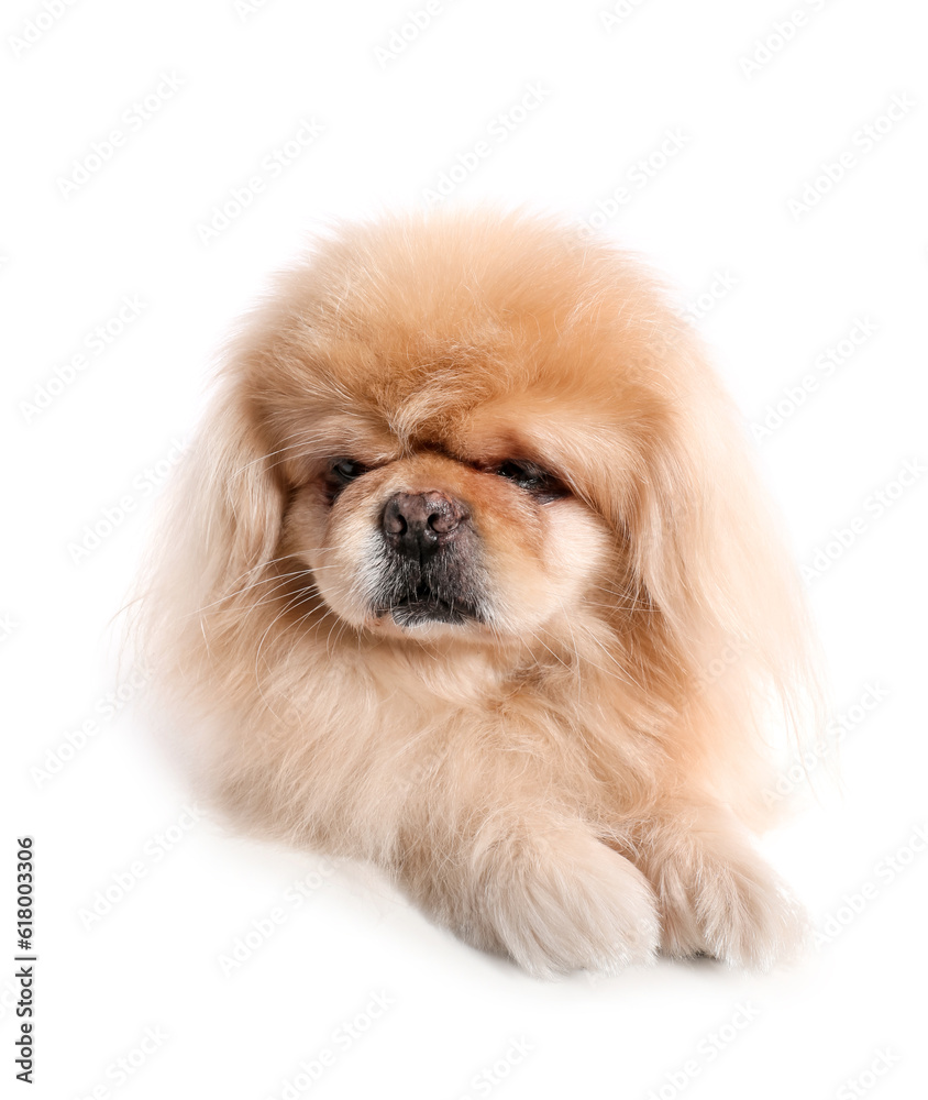 Cute dog on white background