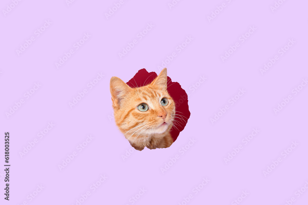 Cute ginger cat visible through hole in lilac paper