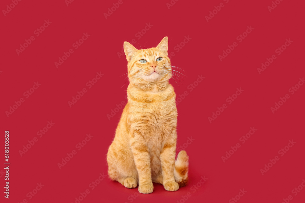 Cute ginger cat on red background