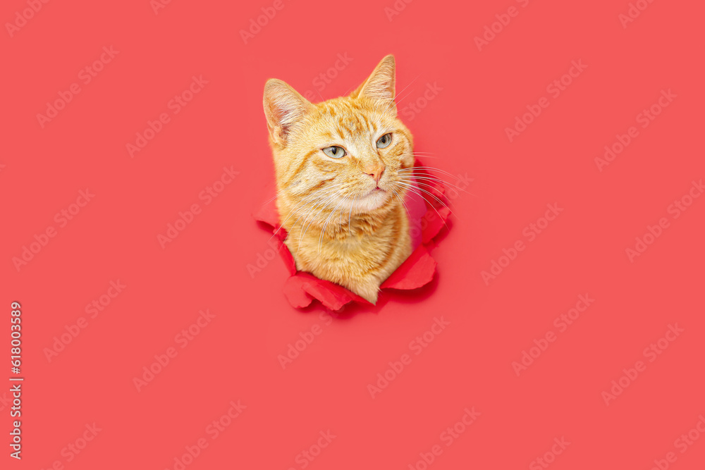 Cute ginger cat visible through hole in red paper