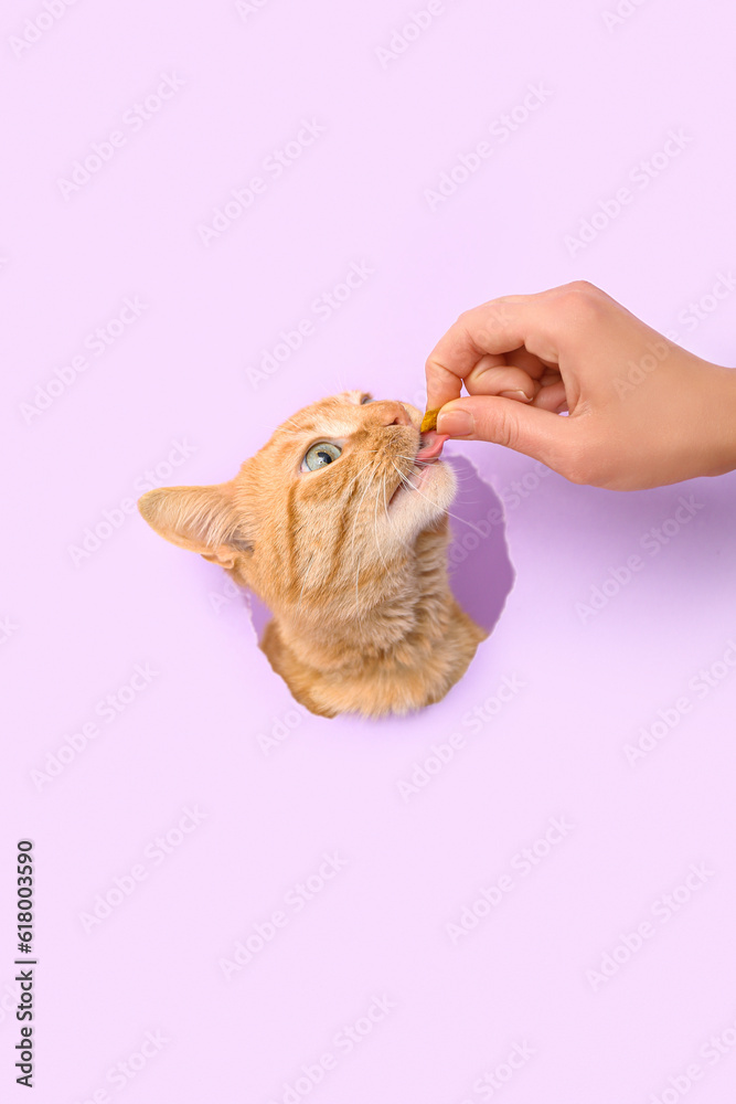 Woman feeding cute ginger cat visible through hole in lilac paper