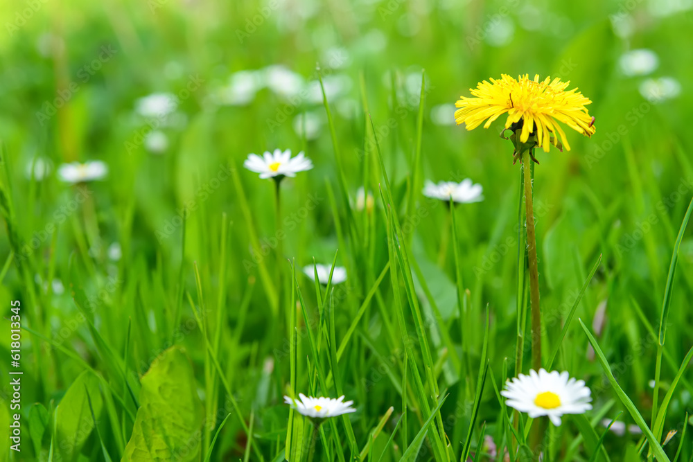 Blooming wildflowers in green grass