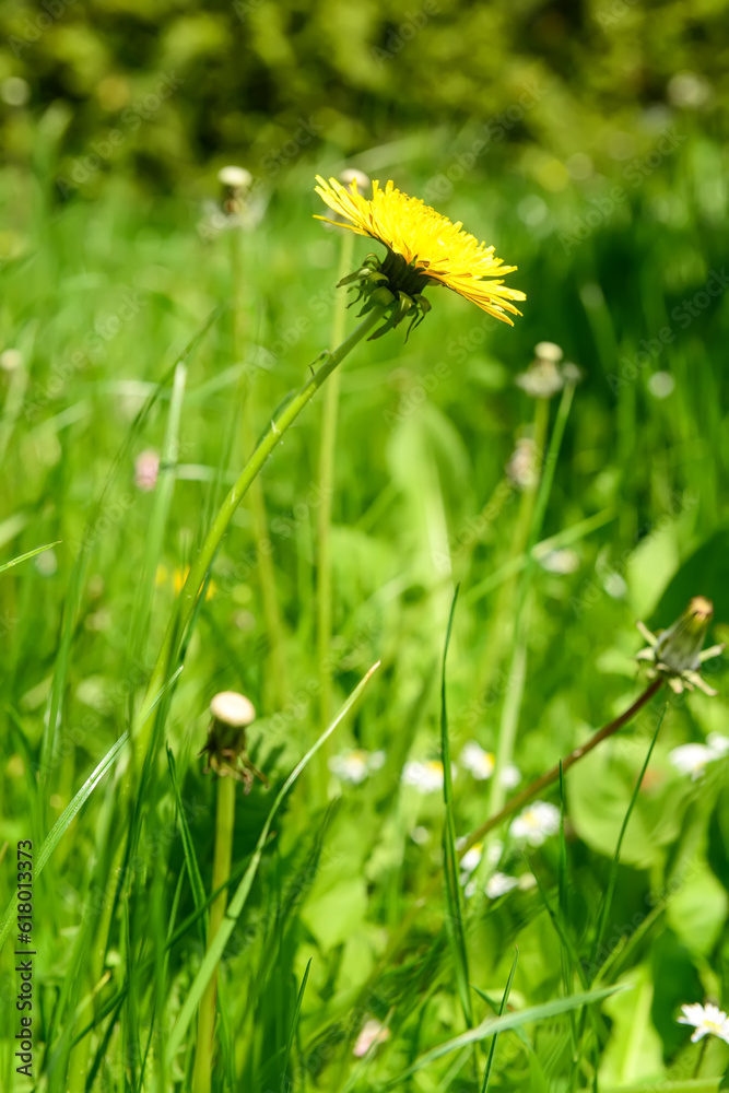 Beautiful yellow dandelion in green grass