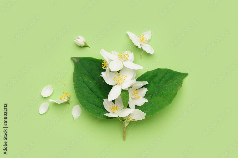 Composition with beautiful jasmine flowers and leaves on green background