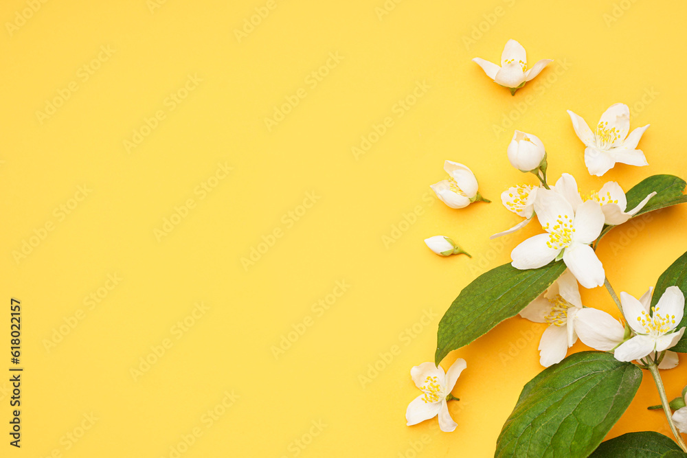 Composition with fresh jasmine flowers and leaves on color background