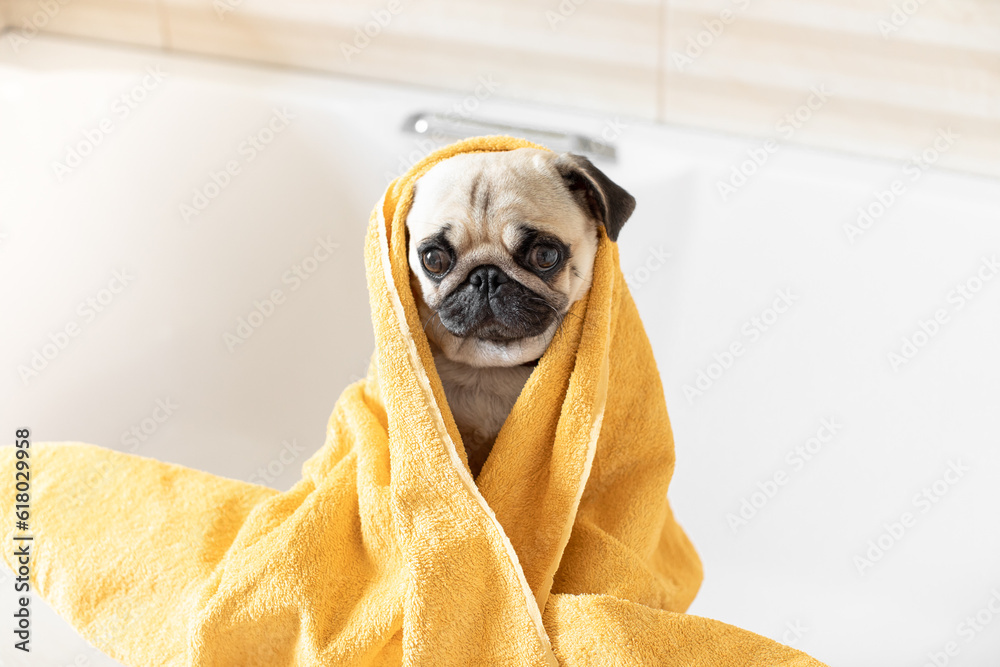 The dog was bathed in the bathroom. The pug is dried with a towel. Pet care. Pet shower. Cute pug.