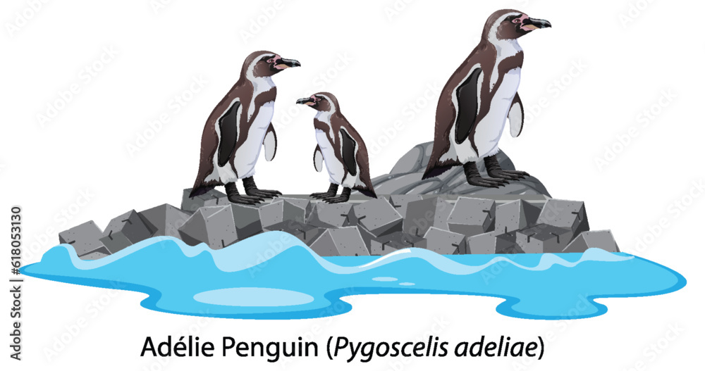 Adelie penguin cartoon on the rock