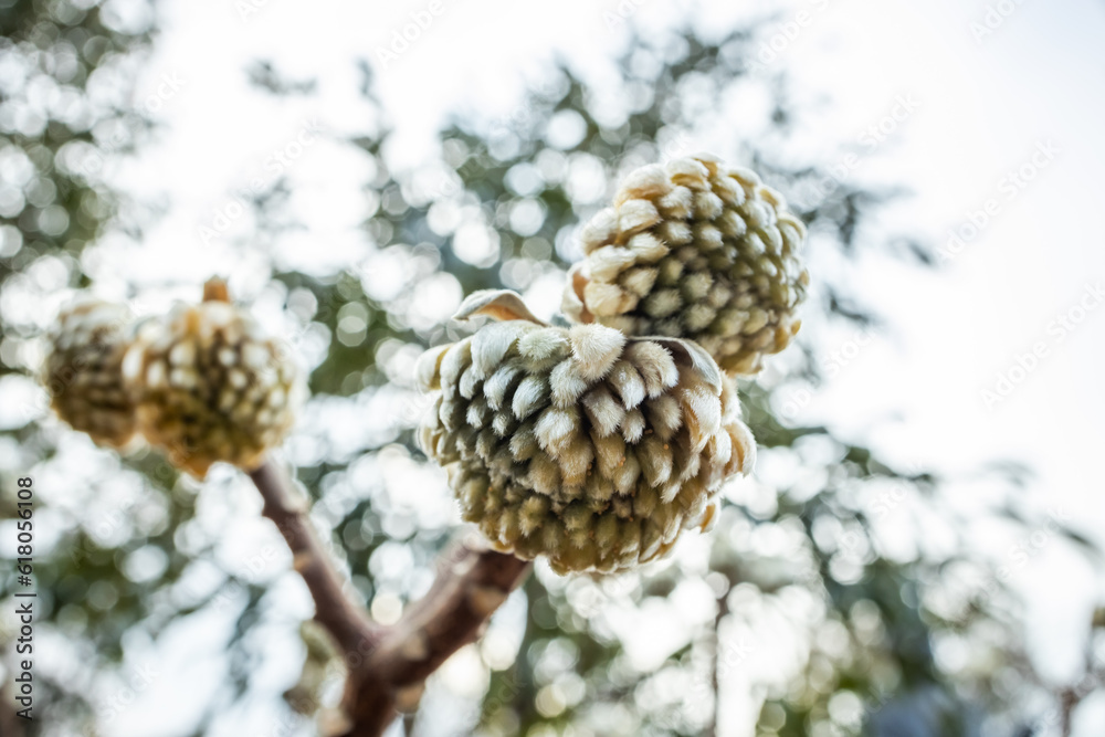 和紙の原料ミツマタの蕾　Buds of Edgeworthia chrysantha