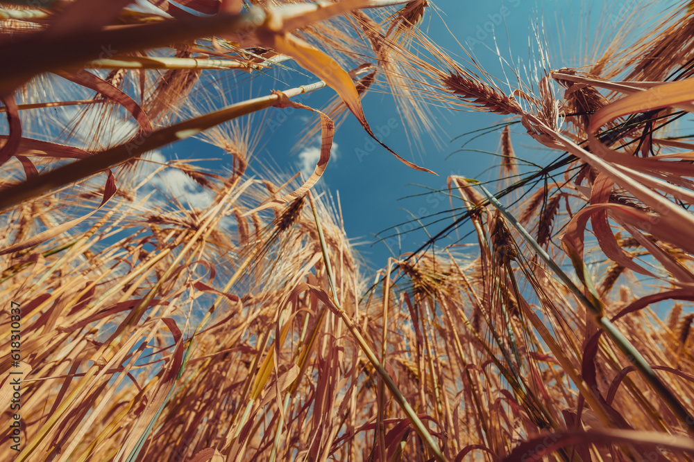 Wheat field, wide angle view from the ground