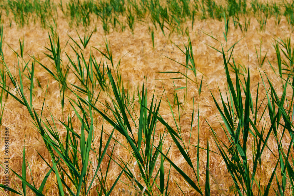 Field of dry and fresh green grass