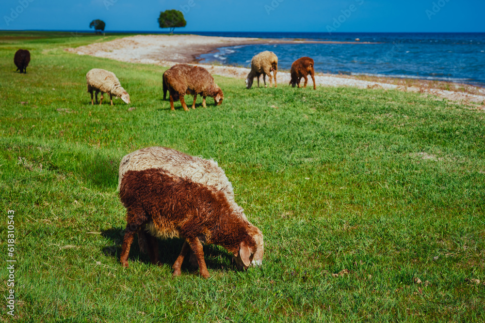 Sheep grazing on lake shore in summer