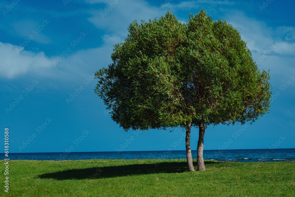 Beautiful summer landscape with tree and lake