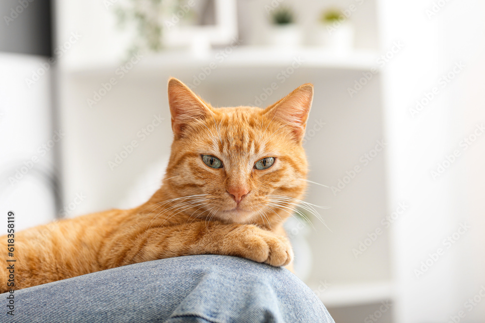 Woman with cute ginger cat at home, closeup