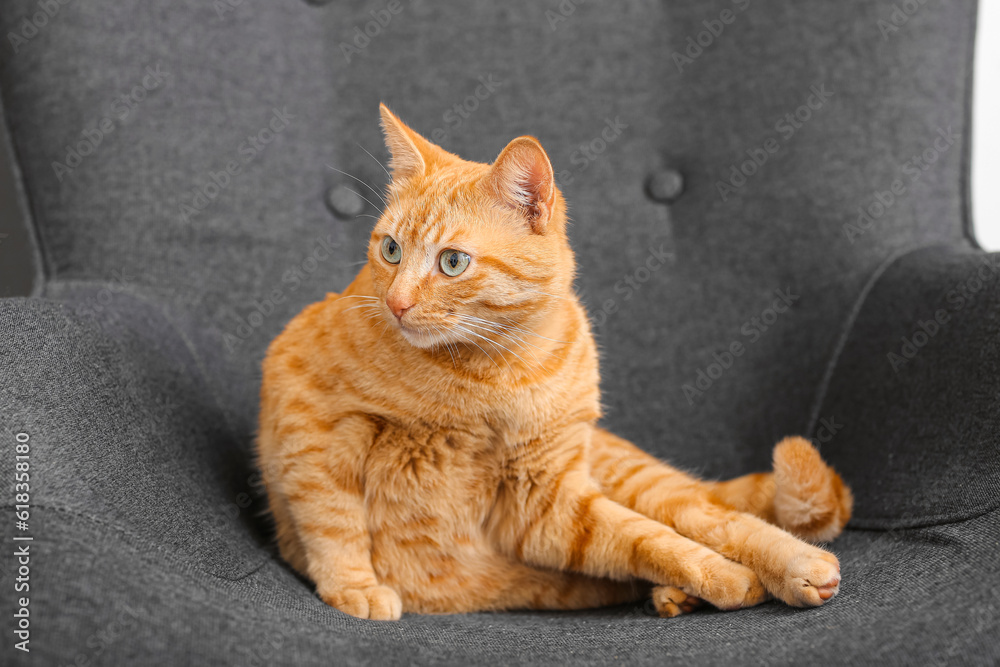 Cute ginger cat on armchair at home, closeup