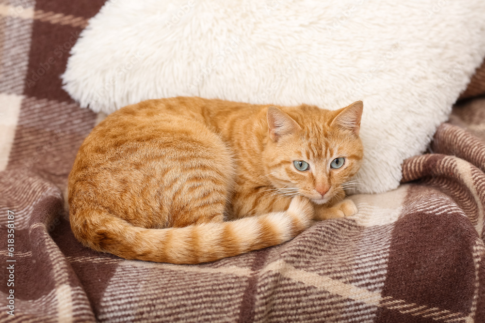 Cute ginger cat lying on plaid, closeup