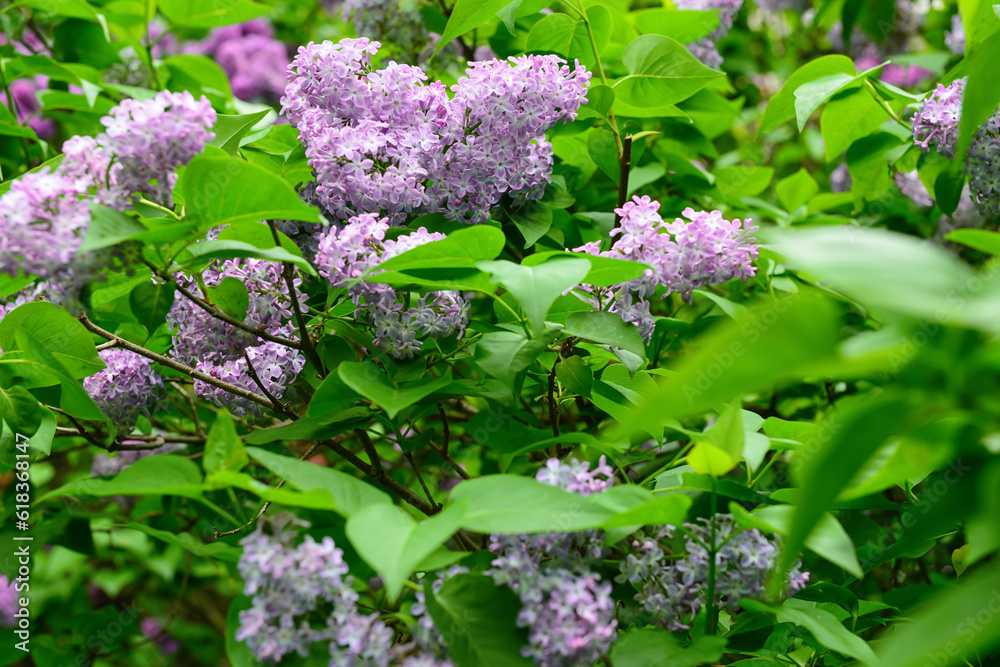 Beautiful violet lilac flowers outdoors