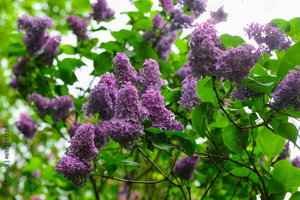 Beautiful violet lilac flowers outdoors